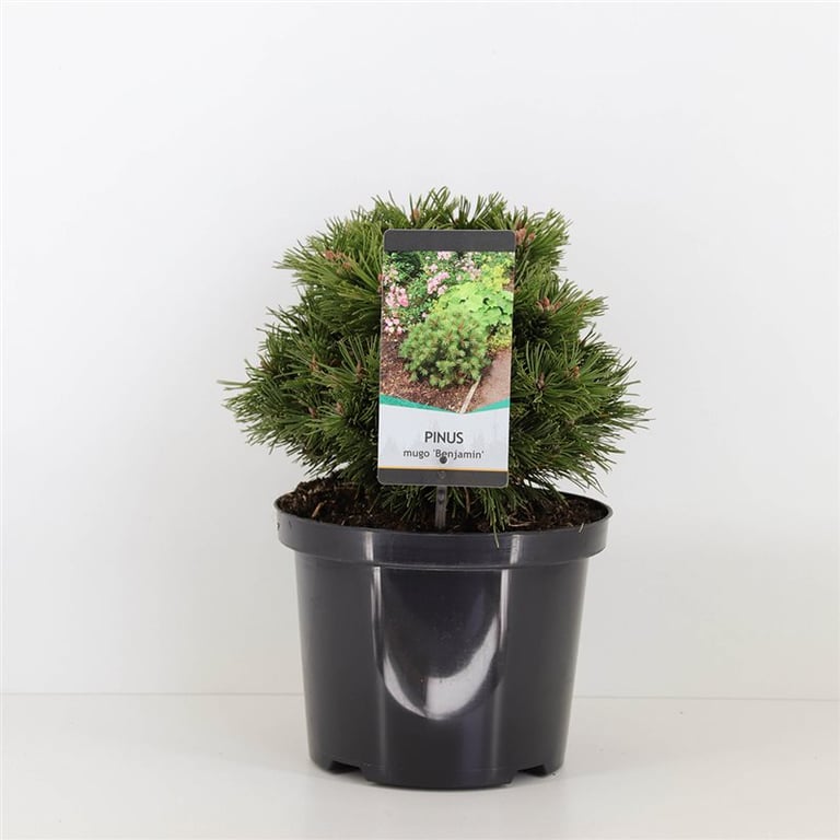 Сосна горная Бенджамин